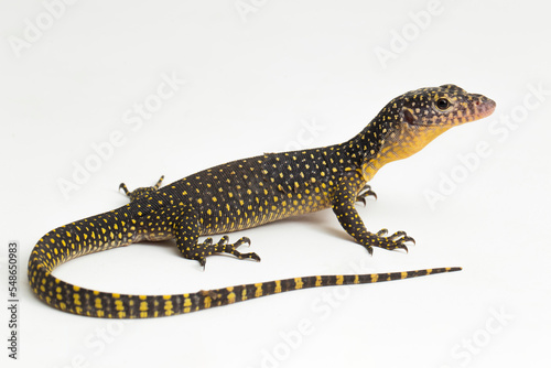 The mangrove monitor or Western Pacific monitor lizard (Varanus indicus) isolated on white background 