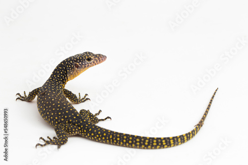 The mangrove monitor or Western Pacific monitor lizard  Varanus indicus  isolated on white background 