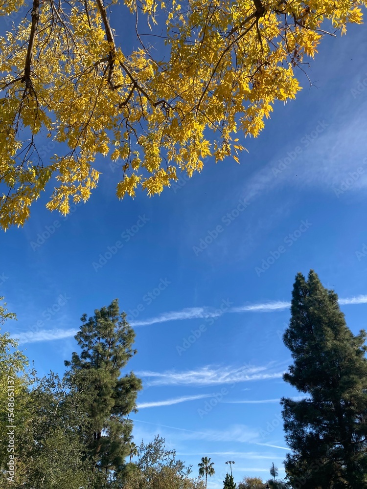 Obraz premium trees in autumn