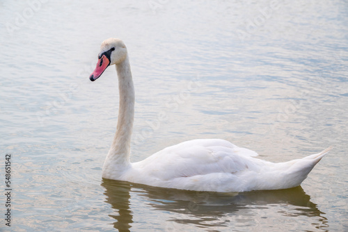 Graceful white Swan swimming in the lake, swans in the wild. Portrait of a white swan swimming on a lake.