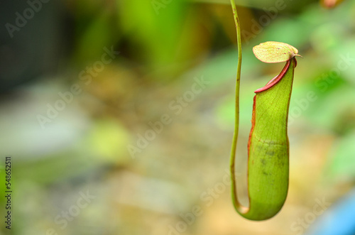 Nepenthes hanging in the garden