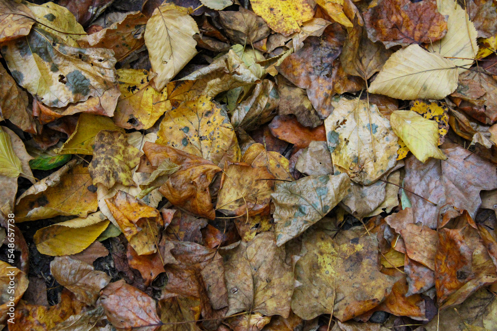 Fallen Leaves Fallen Leaves