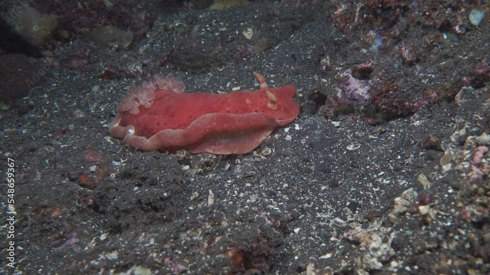 The nudibranch Spanish dancer creeps slowly along the seabed at night.
The Spanish dancer (Hexabranchus sanguineus) is a nudibranch mollusk of the Hexabranchidae family native to the Indo-Pacific. The nudibranch Spanish dancer creeps slowly along the seabed at night.
The Spanish dancer (Hexabranchus sanguineus) is a nudibranch mollusk of the Hexabranchidae family native to the Indo-Pacific.