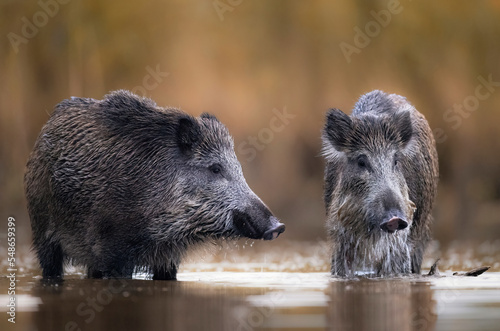 Wild boar close up ( Sus scrofa ) photo
