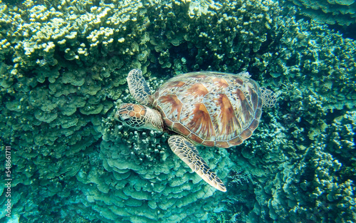 Sea Turtle