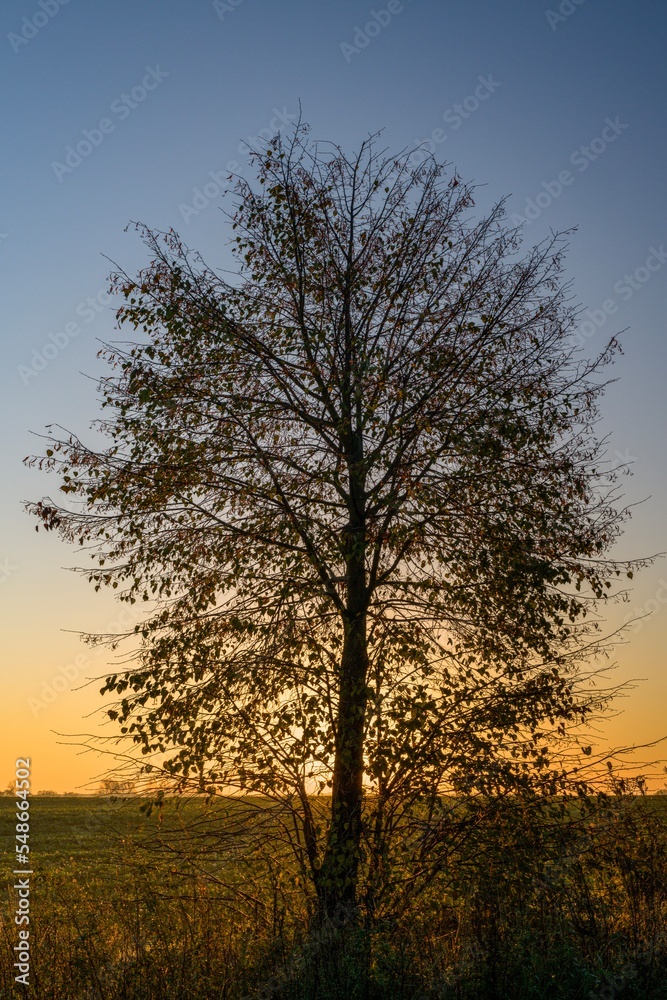 Sonnenaufgang im Hintergrund, im Vordergrund ein Baum