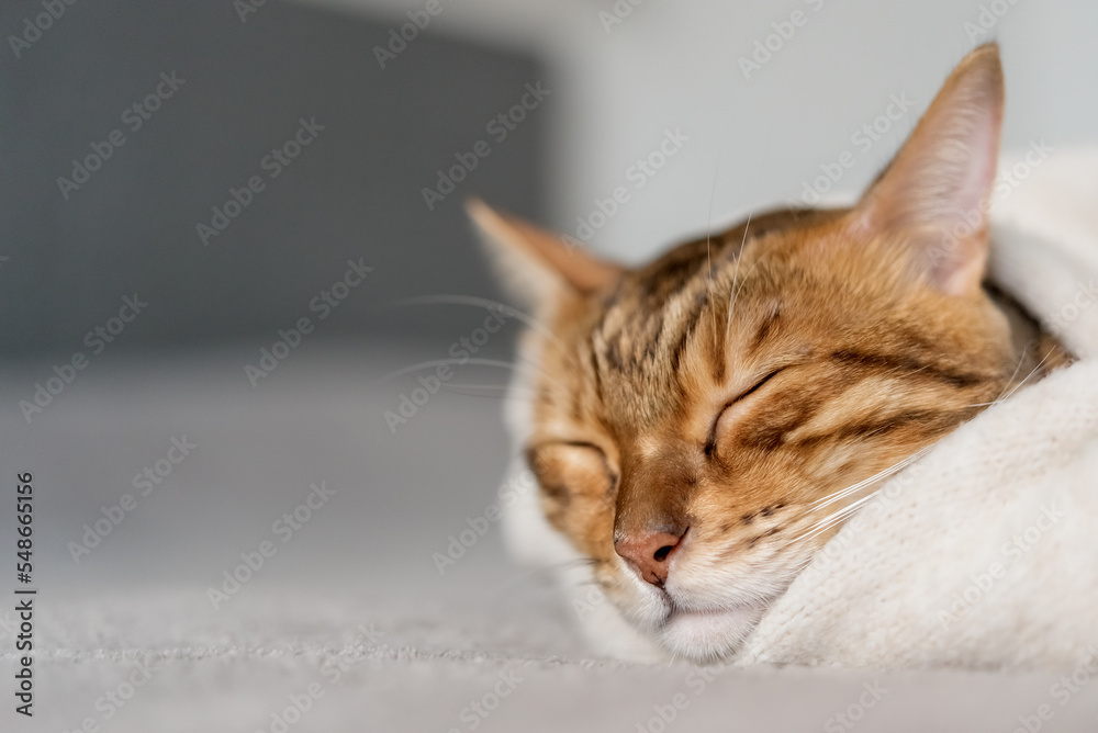 Cute Bengal cat sleeps sweetly in the room.