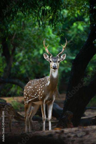 deer in the woods © Radaxis