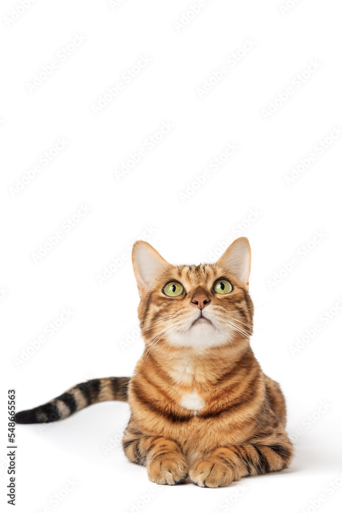 Obraz premium Portrait of a green-eyed Bengal cat on a white background.