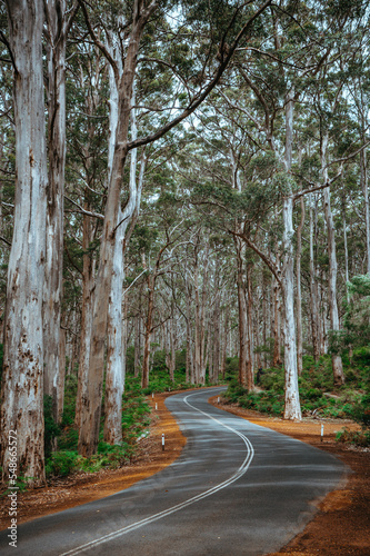 A curving road running through the Boranup Forest near Margaret River in Western Australia photo