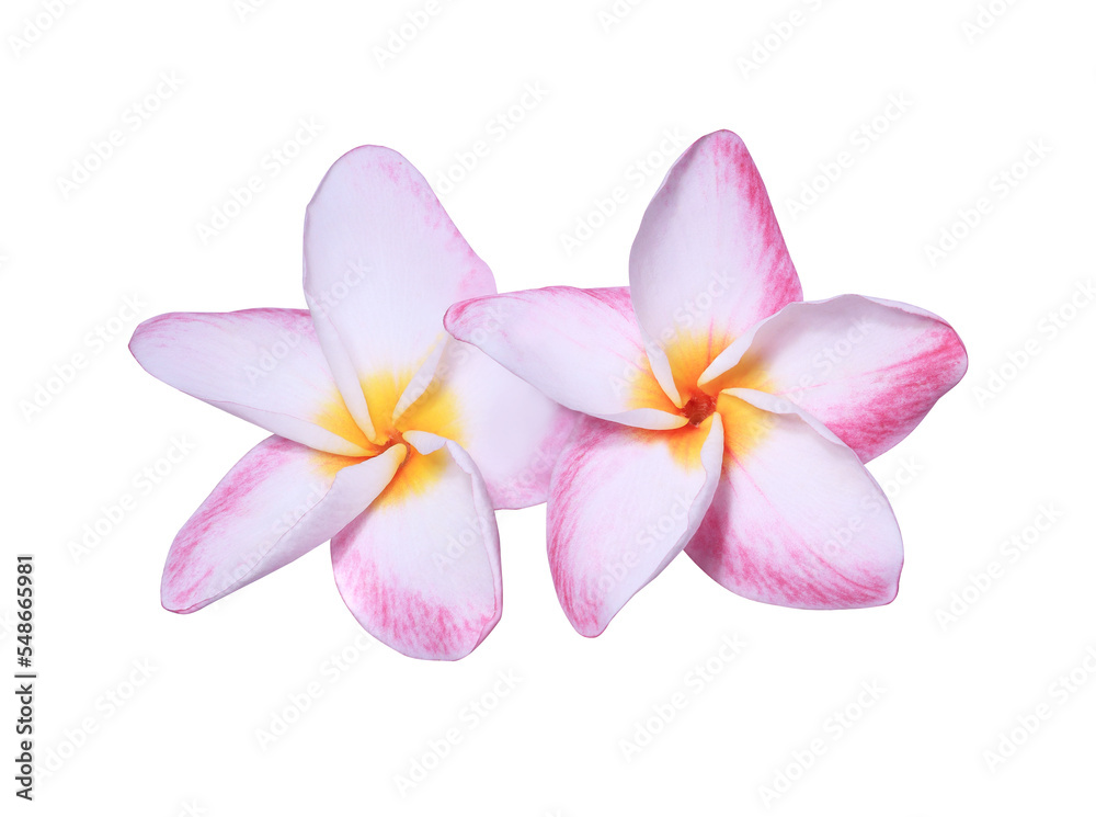 Plumeria or Frangipani or Temple tree flower. Close up pink frangipani flowers bouquet isolated on white background. Plumeria or Frangipani or Temple tree flower. Close up pink frangipani flowers bouquet isolated on white background.