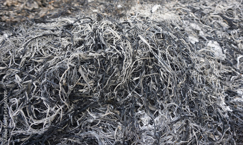 The ashes from burnt firewood for use as fertilizer for trees planted in an agricultural orchard.