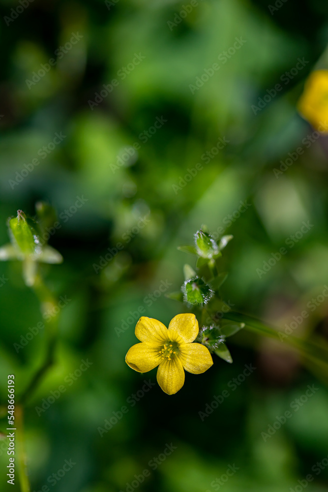 Oxalis dillenii flower growing in meadow Oxalis dillenii flower growing in meadow