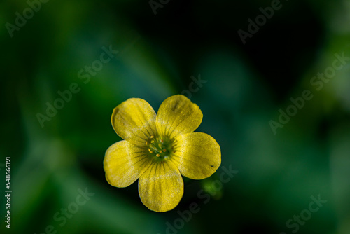 Oxalis dillenii flower growing in meadow	 photo