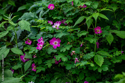 Fototapeta Naklejka Na Ścianę i Meble -  Rosa pendulina flower growing in mountains, close up