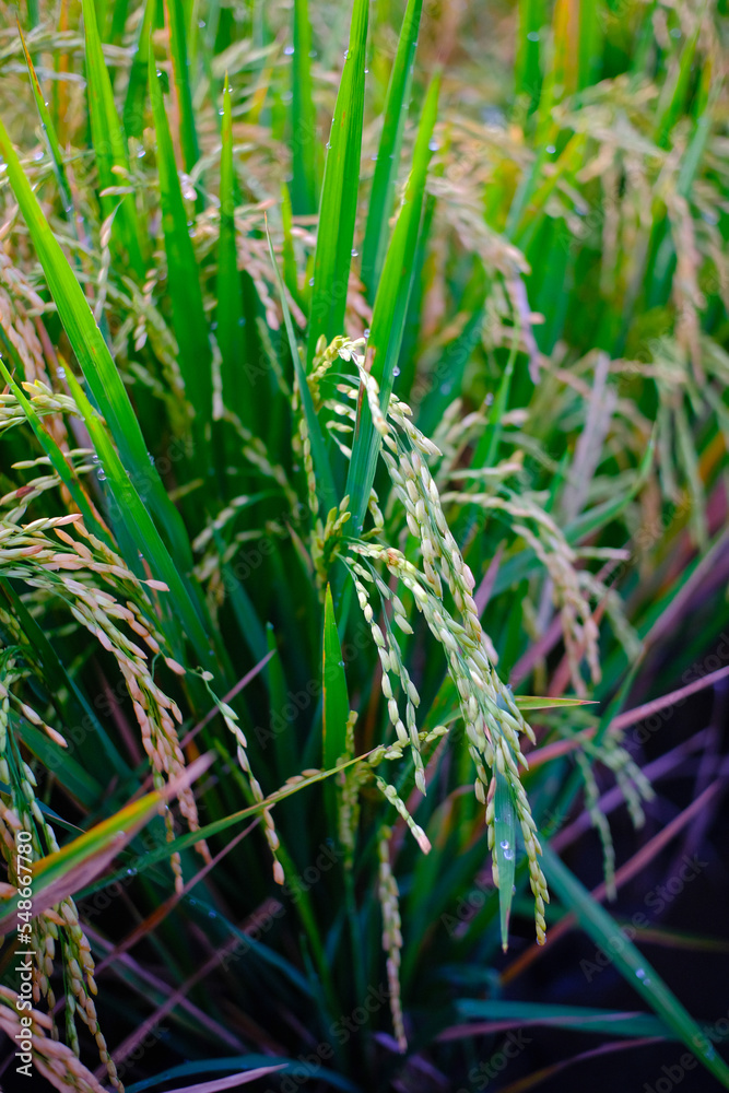 Abstract Defocused Blurred Background view of a quiet rice field in the Cikancung area - Indonesia. Not Focus Abstract Defocused Blurred Background view of a quiet rice field in the Cikancung area - Indonesia. Not Focus
