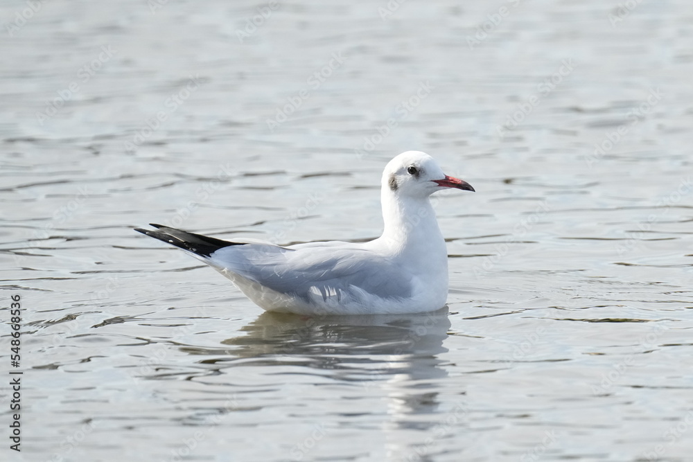 black headed gull in an autumn field black headed gull in an autumn field