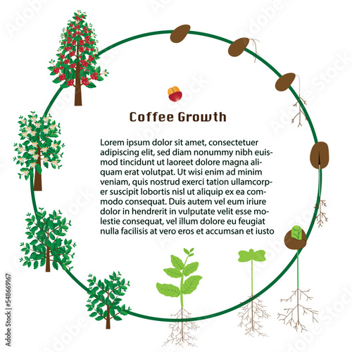 Art &Life cycle of a coffee tree. vector stock illustration,coffee growth Illustration