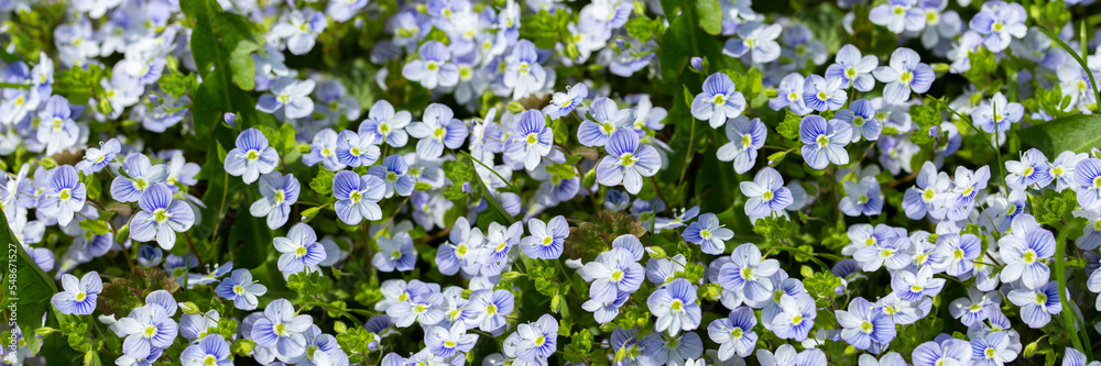 Blue forest forget-me-not flower natural header banner panoramic background, forget-me-not flower blossom fresh plant Blue forest forget-me-not flower natural header banner panoramic background, forget-me-not flower blossom fresh plant