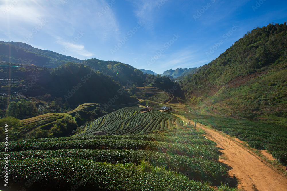 tea plantation field terrace at Doi Angkhang , Chiang mai , Thailand