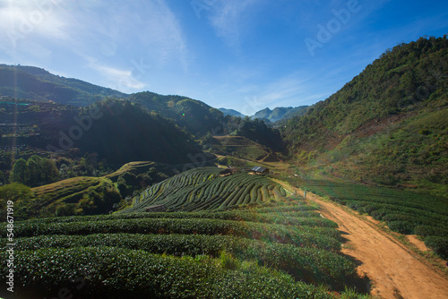 tea plantation field terrace at Doi Angkhang , Chiang mai , Thailand