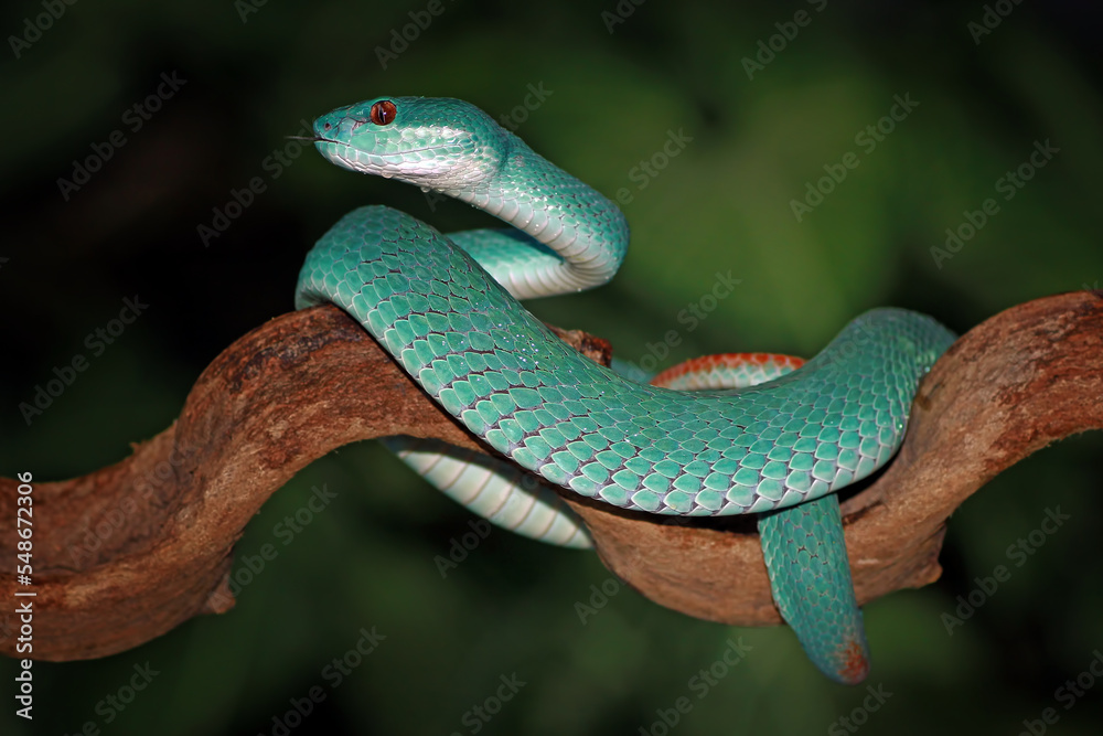 Obraz premium Trimeresurus insularis, Pit viper snake on the branch