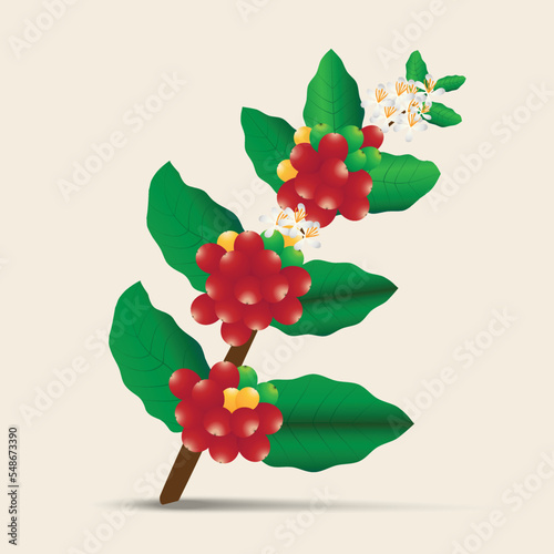 Red coffee arabica beans and flowers on branch,Coffee tree branch with berries vector illustration