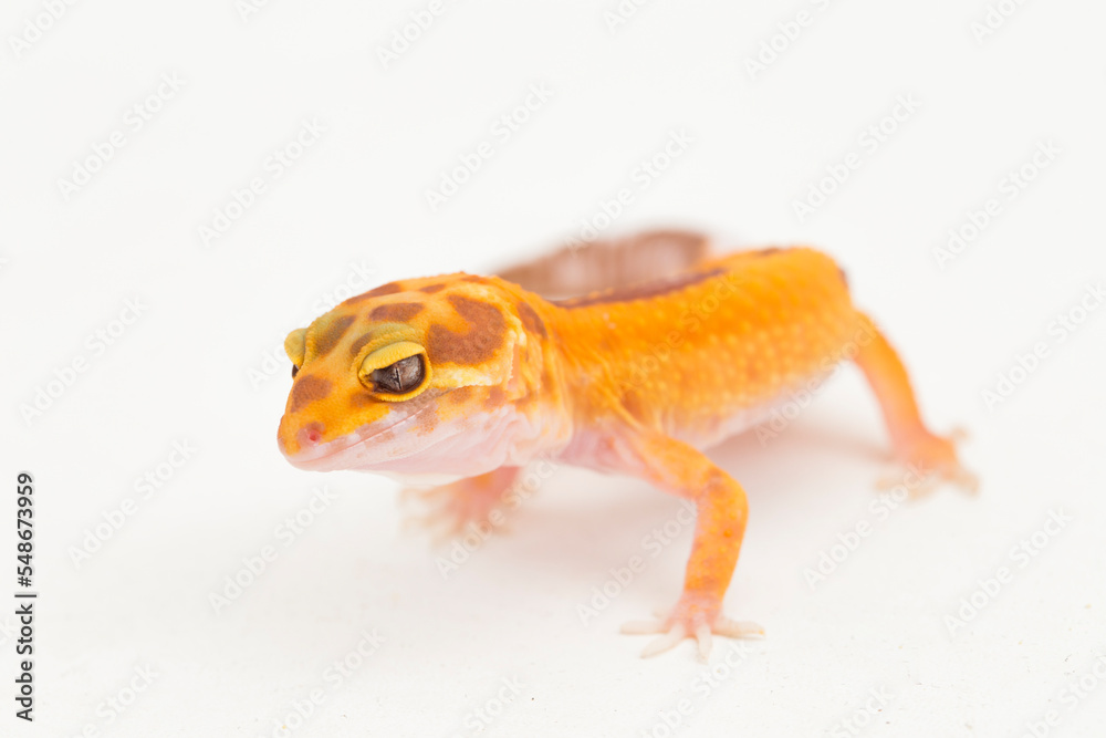 Obraz premium Leopard gecko, Eublepharis macularius, tremper albino isolated on white background 