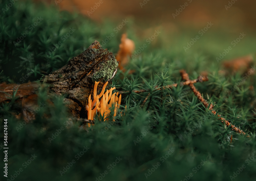Close-up of coral fungus on moss Close-up of coral fungus on moss