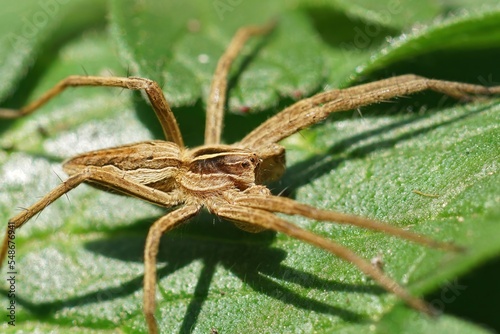 Closeup shot of a sunbathing Nursery web spider, Pisaura mirabilis, on a green leaf
