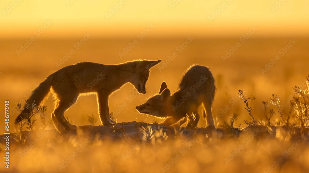 The kit fox (Vulpes macrotis). The smallest of the four species of