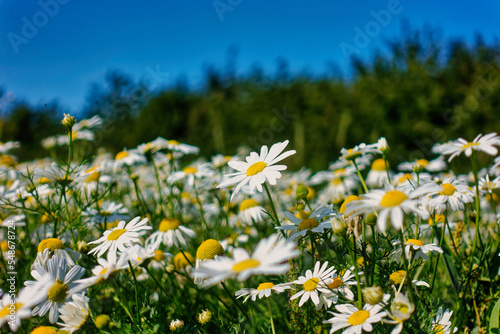 daisies in the meadow