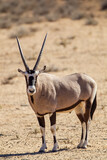 Gemsbok or oryx grazing in the Kalahari desert in South Africa	