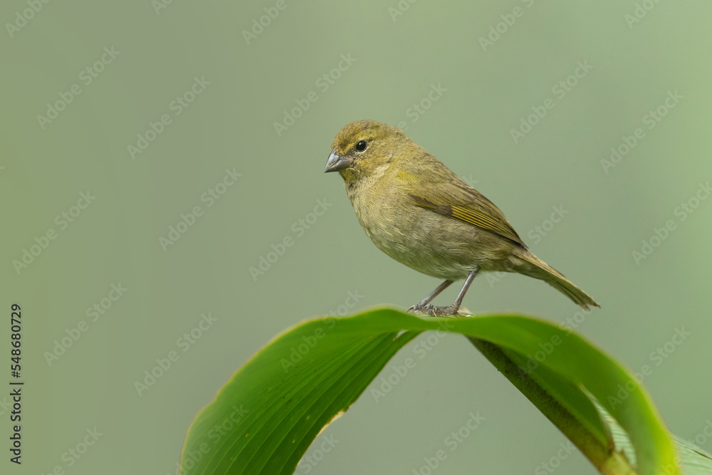 Obraz premium Yellow-faced grassquit (Tiaris olivaceus) is a passerine bird in the tanager family Thraupidae and is the only member of the genus Tiaris. It is native to the Central America, South America, and the C