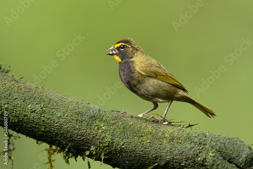 Yellow-faced grassquit (Tiaris olivaceus) is a passerine bird in the tanager family Thraupidae and is the only member of the genus Tiaris. It is native to the Central America, South America, and the C photo