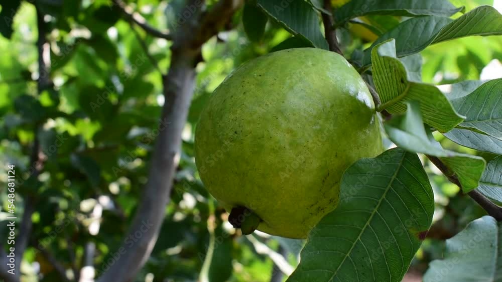 Close view of green guava fruit hanging on tree, guava fruit hanging view Close view of green guava fruit hanging on tree, guava fruit hanging view