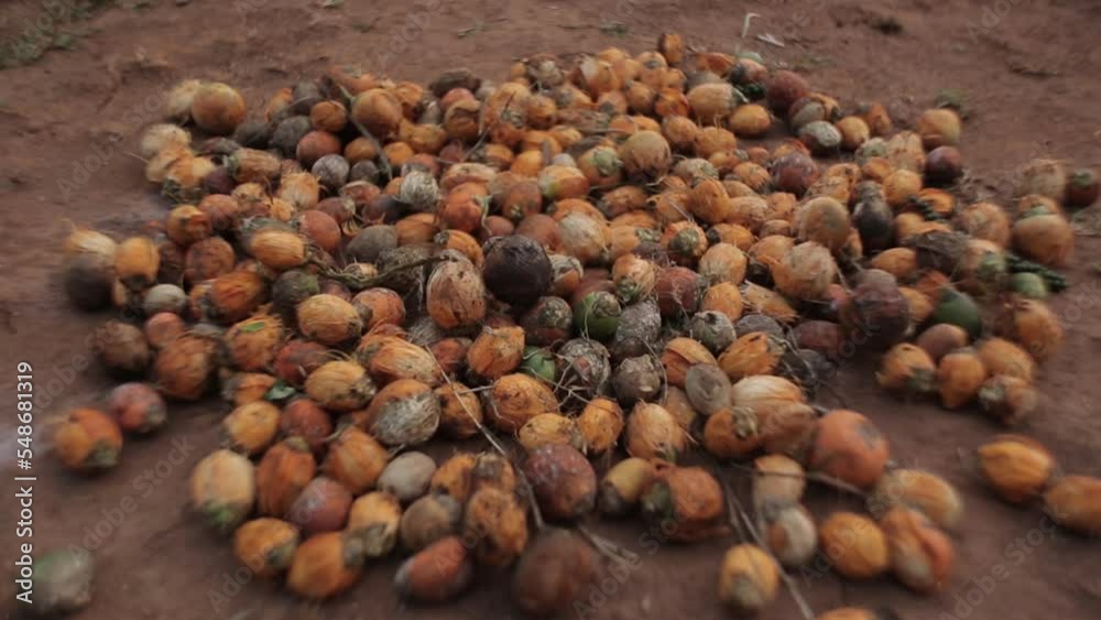 Group of areca nuts in shells. Tropical Betel nuts on the ground