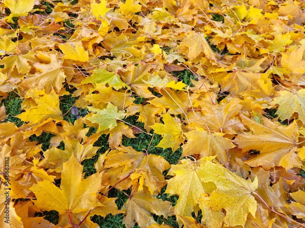 vibrant bright yellow autumn leaves on cold green grass vibrant bright yellow autumn leaves on cold green grass