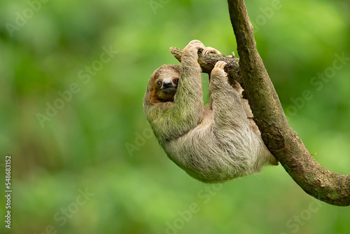 Brown-throated sloth (Bradypus variegatus) is a species of three-toed sloth found in the Neotropical realm of Central and South America photo