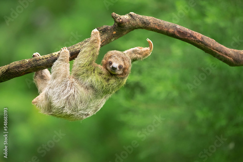 Brown-throated sloth (Bradypus variegatus) is a species of three-toed sloth found in the Neotropical realm of Central and South America
