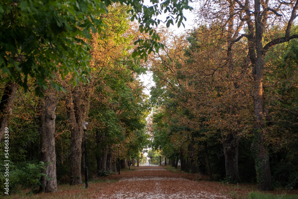 Fototapeta premium Autumn forest scenery with road of fall leaves & warm light illumining the gold foliage. 