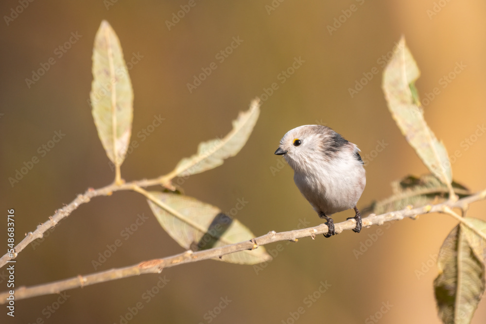 Obraz premium longtailed tit sitting on a twig