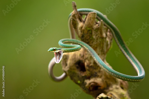 Leptophis ahaetulla, commonly known as the lora or parrot snake, is a species of medium-sized slender snake of the family Colubridae photo