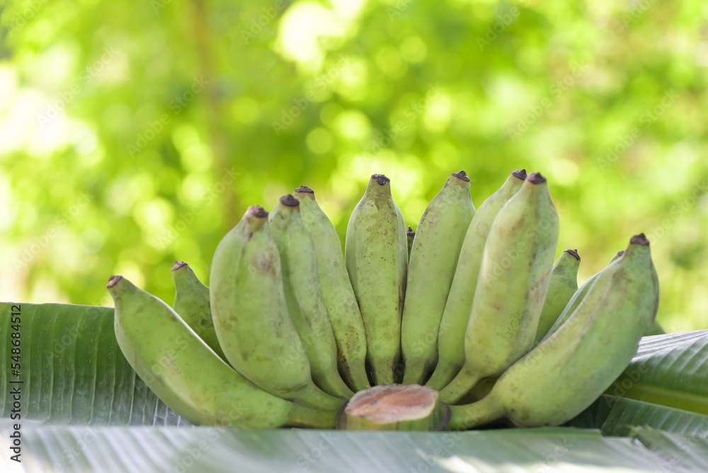 raw banana - banana fruit on banana leaf , green banana fruit nature green background raw banana - banana fruit on banana leaf , green banana fruit nature green background