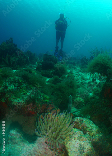 a diver the beautiful coral reef of the caribbean sea