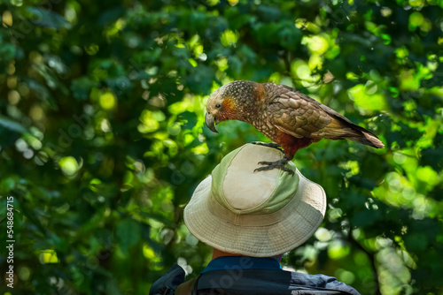 A cheeky New Zealand Kaka standing on a tourist’s hat. Kapiti Island. New Zealand. photo