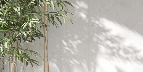 Healthy and beautiful tropical bamboo tree in dappled sunlight on blank white concrete wall for luxury interior design  architecture and product display background