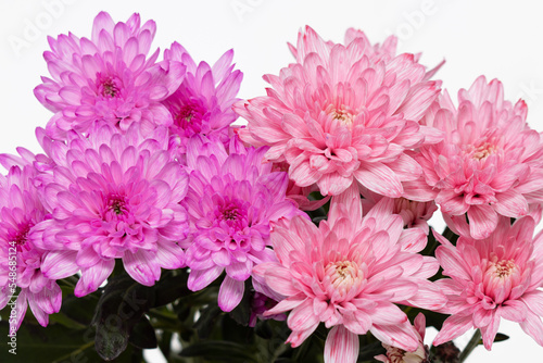 pink chrysanthemums on white background