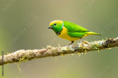 Golden-browed chlorophonia (Chlorophonia callophrys) is a species of bird in the family Fringillidae. It is found in Costa Rica and Panama. 
