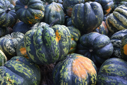 Colorful green-orange pumpkin varieties background